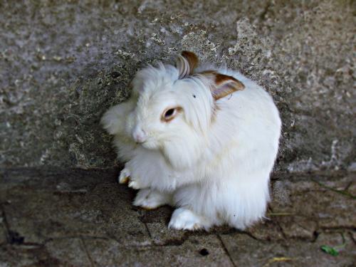 ангора кролик